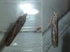 Lamoria zelleri